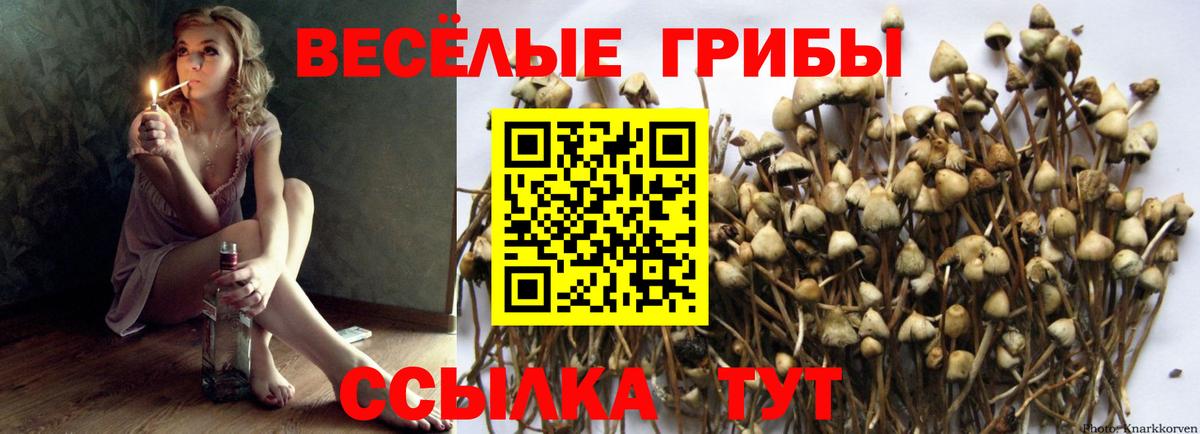 Галлюциногенные грибы Psilocybe Кыштым